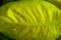 Hosta Leaf with dew
