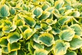 Hosta leaves Royalty Free Stock Photo