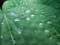 Hosta leaves background with drop of dew in morning on leaf. Royalty Free Stock Photo