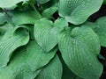 Hosta leaves background with drop of dew in morning on leaf. Royalty Free Stock Photo