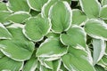 Hosta leaves Royalty Free Stock Photo