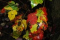 Hosta leaves on dark background 3
