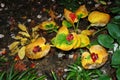 Hosta leaves on dark background 4