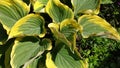 Hosta leaves moving in the wind.