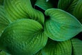 Hosta Leaves Pattern Background. Summer Plants Wallpaper. Hosta Lily Leaf
