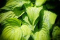 Hosta leaves Royalty Free Stock Photo