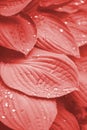 Hosta leaves after rain with water drops in trendy living coral color, close up. Botanical nature background. Concept of organic Royalty Free Stock Photo