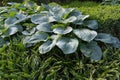 Hosta Leaves Texture Background, Hostas Leaf Nature Pattern, Big Daddy Leaves, Plantain Lilies Royalty Free Stock Photo