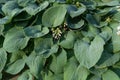 Hosta Leaves Texture Background, Hostas Leaf Nature Pattern, Big Daddy Leaves, Plantain Lilies Royalty Free Stock Photo