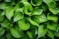 Hosta Leaves Texture Background, Hostas Leaf Nature Pattern, Big Daddy Leaves, Plantain Lilies Royalty Free Stock Photo