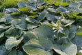 Hosta Leaves Texture Background, Hostas Leaf Nature Pattern, Big Daddy Leaves, Plantain Lilies Royalty Free Stock Photo