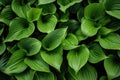 Hosta Leaves Texture Background, Hostas Leaf Nature Pattern, Big Daddy Leaves, Plantain Lilies Royalty Free Stock Photo