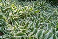 Hosta Leaves Texture Background, Hostas Leaf Nature Pattern, Big Daddy Leaves, Plantain Lilies Royalty Free Stock Photo