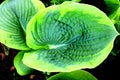 Hosta lily leaf. Perennial plant. Special color large leaves.