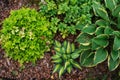 Hosta Magic Island planted together with heuchera Lime Marmalade in shady garden.