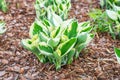 Hosta minuteman in garden