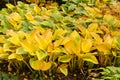 Hosta nigrescens in autumn Royalty Free Stock Photo