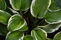 Hosta patriot. Close up of the leaves of the Hosta `Patriot`. Hosta Patriot plant in the garden. Closeup yellow and