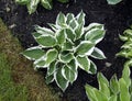 Hosta \'Patriot