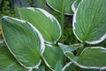 Hosta Patriot plant in the garden. Closeup yellow and green leaves background.