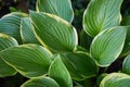 Hosta Patriot plant in the garden. Closeup yellow and green leaves background.