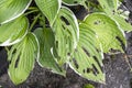 Hosta plant also known as plantain lily with snail and slug damage