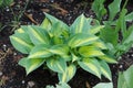 Hosta plant