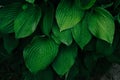 Hosta plant bush in a background texture full of succulent green color Royalty Free Stock Photo
