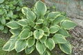 Hosta plant