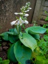 Hosta plant flowering in the home garden Royalty Free Stock Photo