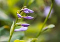 Hosta plant in flowering season. Blue Mouse Ears purple flowers