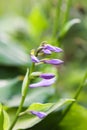 Hosta plant in flowering season. Blue Mouse Ears purple flowers