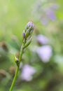 Hosta plant in flowering season. Blue Mouse Ears purple flowers