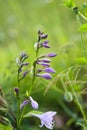 Hosta plant in flowering season. Blue Mouse Ears purple flowers