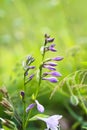 Hosta plant in flowering season. Blue Mouse Ears purple flowers