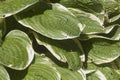 Hosta plant in a garden