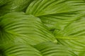 Hosta plant green leaves background texture Royalty Free Stock Photo