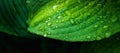 Hosta plant leaves with water drops. Macro shot. Selective focus. Shallow depth of field Royalty Free Stock Photo