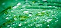 Hosta plant leaves with water drops. Macro shot. Selective focus. Shallow depth of field Royalty Free Stock Photo