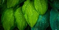 Hosta plant leaves with water drops. Macro shot. Selective focus. Shallow depth of field Royalty Free Stock Photo