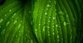 Hosta plant leaves with water drops. Macro shot. Selective focus. Shallow depth of field Royalty Free Stock Photo