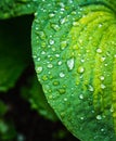 Hosta plant leaves with water drops. Macro shot. Selective focus. Shallow depth of field Royalty Free Stock Photo