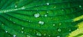 Hosta plant leaves with water drops. Macro shot. Selective focus. Shallow depth of field Royalty Free Stock Photo