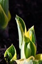 Hosta plant in morning sun Royalty Free Stock Photo