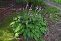 hosta plant pattern with beautiful pink flowers in the summer garden