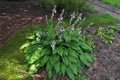 hosta plant pattern with beautiful pink flowers in the summer garden