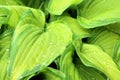 Hosta plant with rain drops Royalty Free Stock Photo