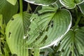 Hosta plant with snail and slug damage