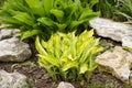 Hosta Plant With Stones Grow In Flowerbed Outdoors In Spring Royalty Free Stock Photo