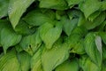 Hosta plant with water droplets on large leaves after rain, selective focus Royalty Free Stock Photo